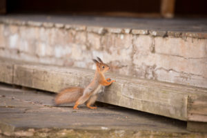 Eurasian Red Squirrel (Sciurus vulgaris) baby stands against the stairs, Springtime, Finland Eurasian Red Squirrel (Sciurus vulgaris) baby stands against the stairs, Springtime, Finland